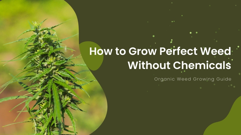 Organic Weed Growing Guide: How to Grow Perfect Weed Without Chemicals