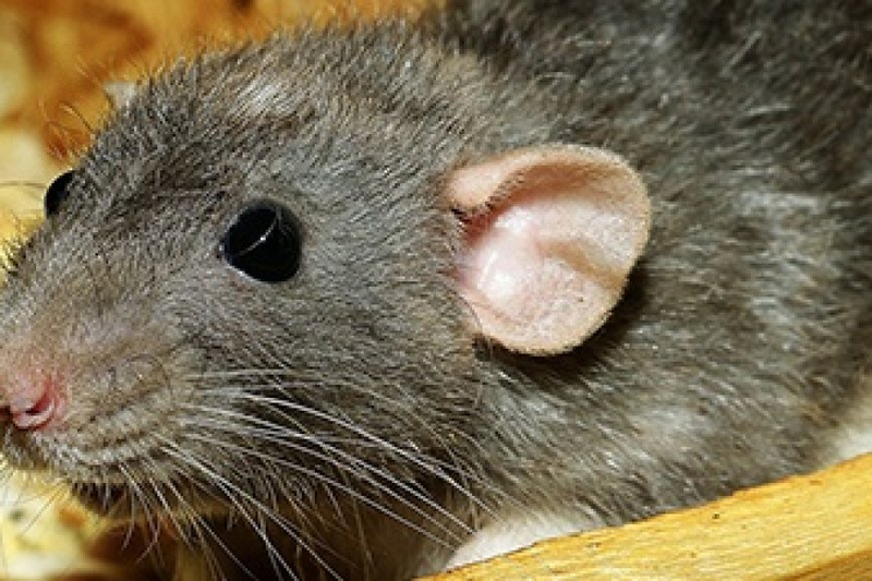 From Tiny Trespassers to Big Problems: The Dangers of Rats in Houston Homes
