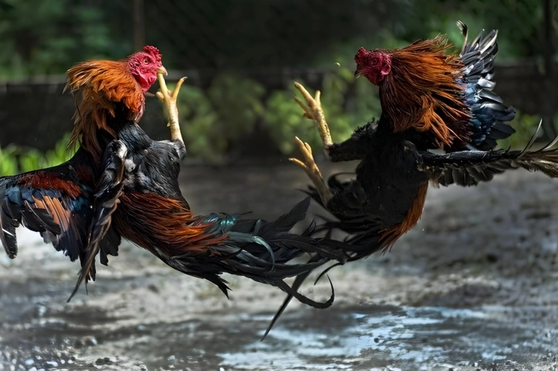 Vitamin untuk Ayam: Manfaat, Jenis, dan Cara Pemberian yang Tepat