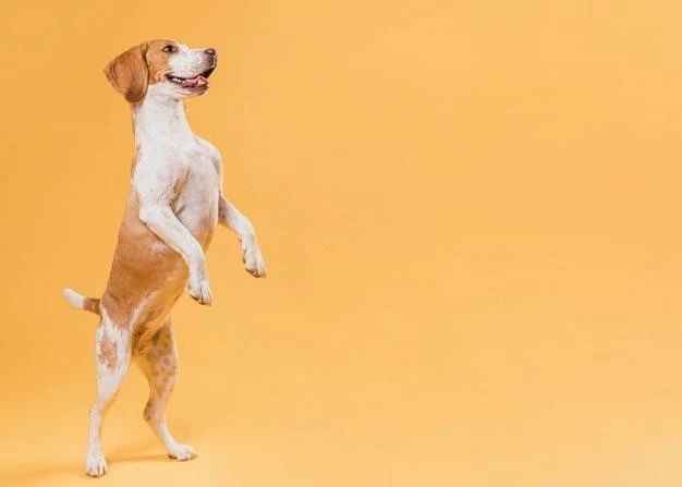 How To Select Healthy Pet Food Online?