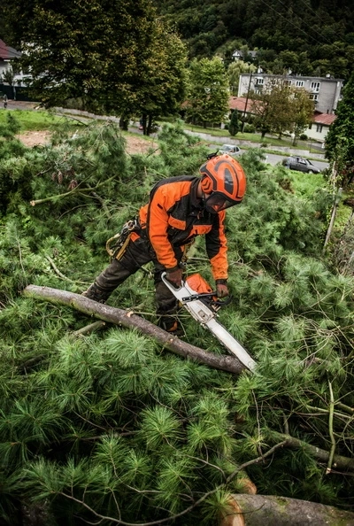 Safe and Efficient Stump Removal: Techniques for Every Scenario