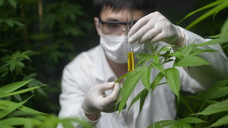 How Does Medical Marijuana Increase Appetite?