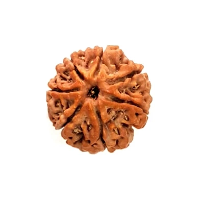 7 Mukhi Rudraksha Benefits