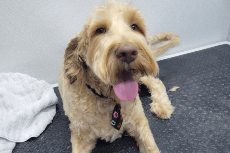 Cal’s K-9 Clips: Best Mobile Dog Grooming in Dallas