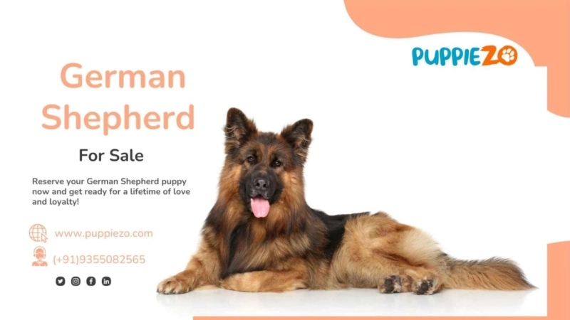 German Shepherd Price in India: A Comprehensive Guide