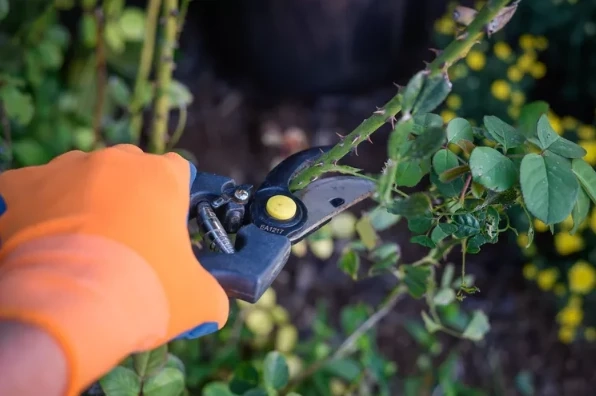 Cultivating Green Bliss: Gardening Tips and Inspiration on Valudo