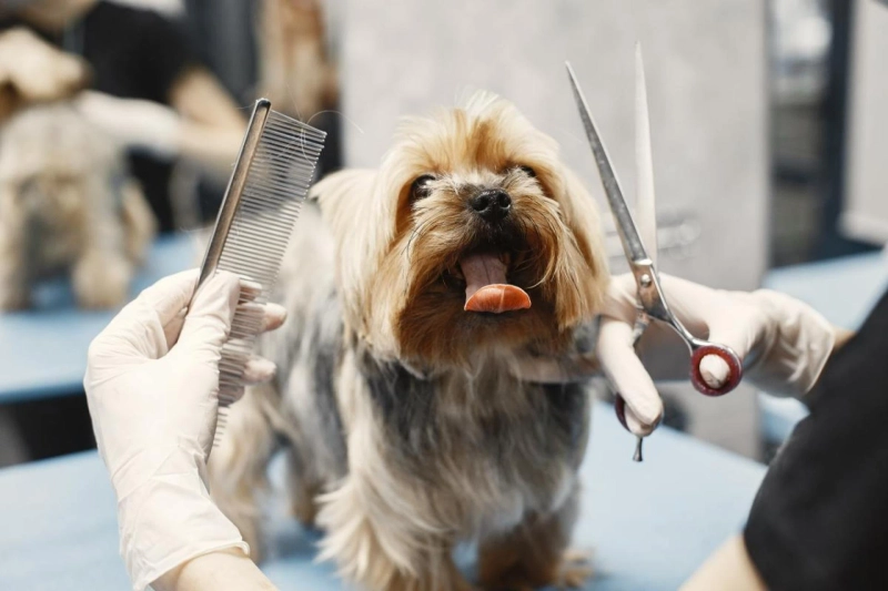 Global Pet Grooming Market Set to Experience a Massive 5.9% CAGR During 2023-2028