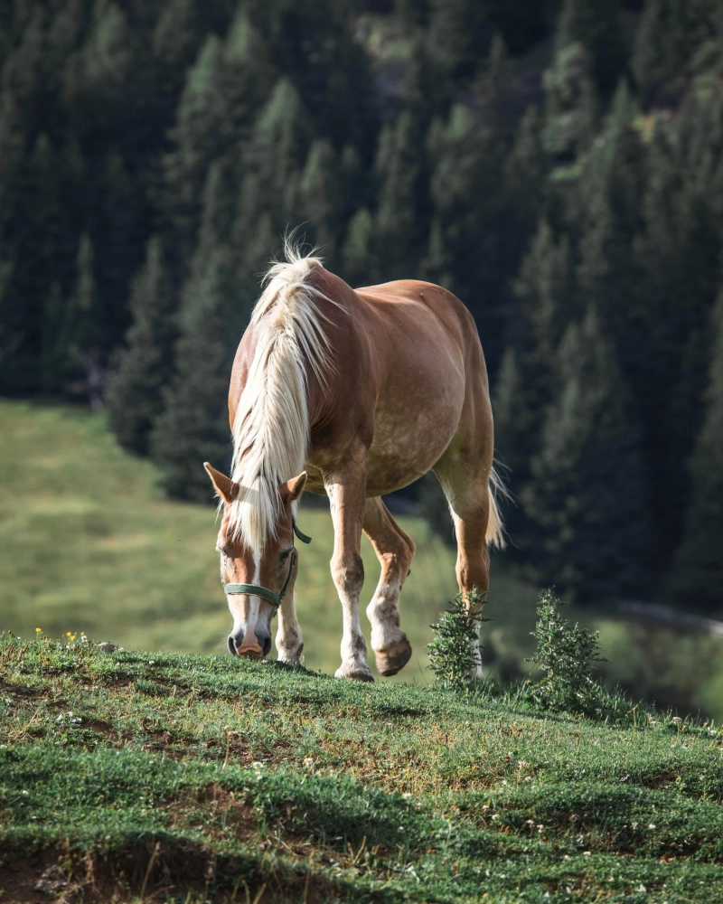 Can an Equine Collagen Joint Supplement Help a Horse with Navicular Syndrome?