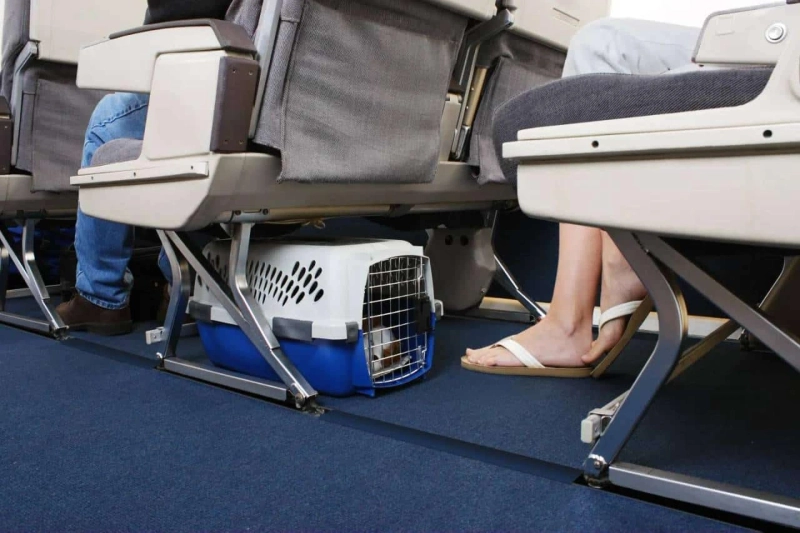 Everything You Need To Know About Air France's Pet Policy