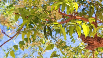 The Benefit And Ways Of Consuming Neem Products