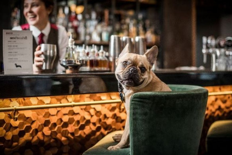Wags and Eats: A Dog Lover's Guide to Pet-Friendly Dining
