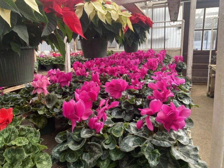 Why Plant Quality Determines Whether Gardening Feels Effortless or Exhausting