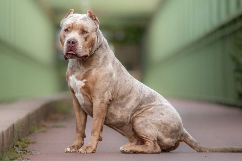 The Top 10 Reasons Why XL Bullies Make Great Pets