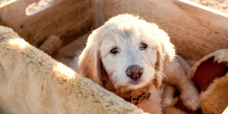Kennel-Raised Puppies vs Home-Raised Puppies: Explained by a LA Doodle Breeder