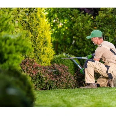 Types of Weeds Your Lawn May Encounter: Landscaping Services