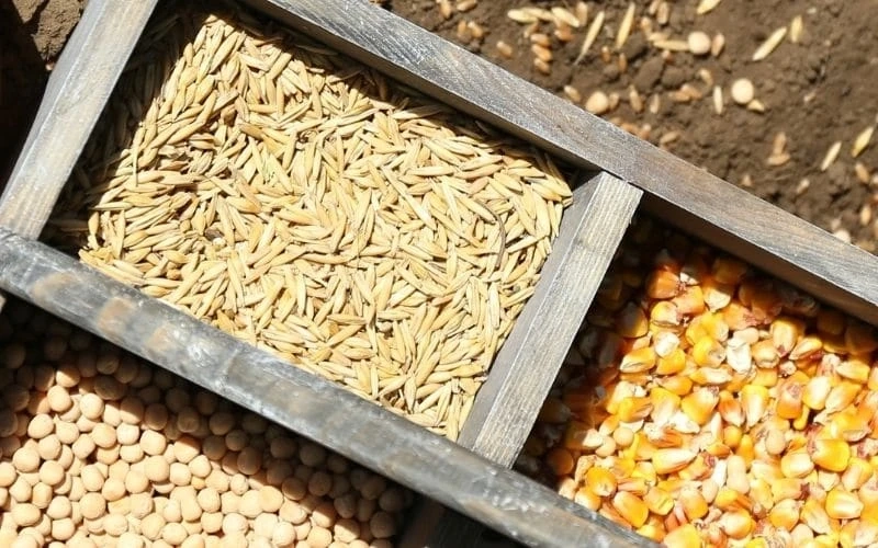 What are Custom Seed Boxes? What purpose are they used for?