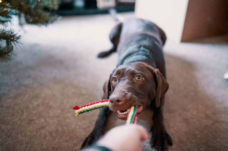 How to Pick the Safest Toys for your Pet