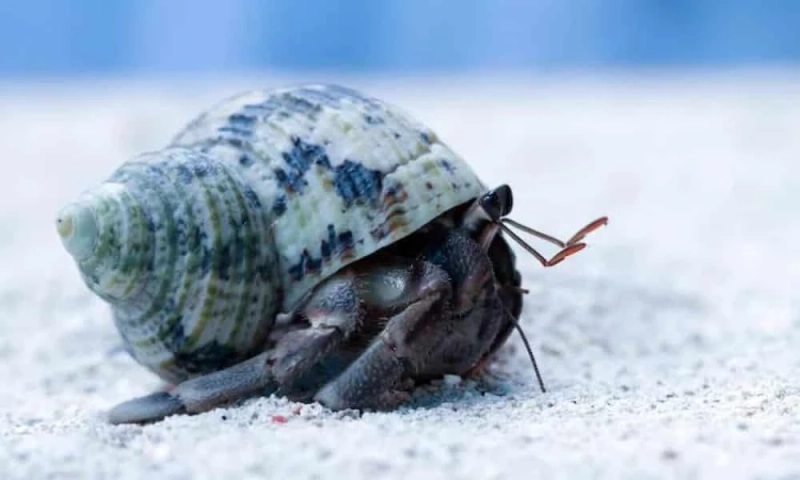 Hermit Crabs: Everything You Need To Know