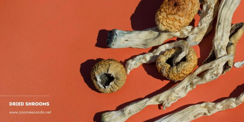 The Next Evolution in Tripping: Dried Magic Mushrooms