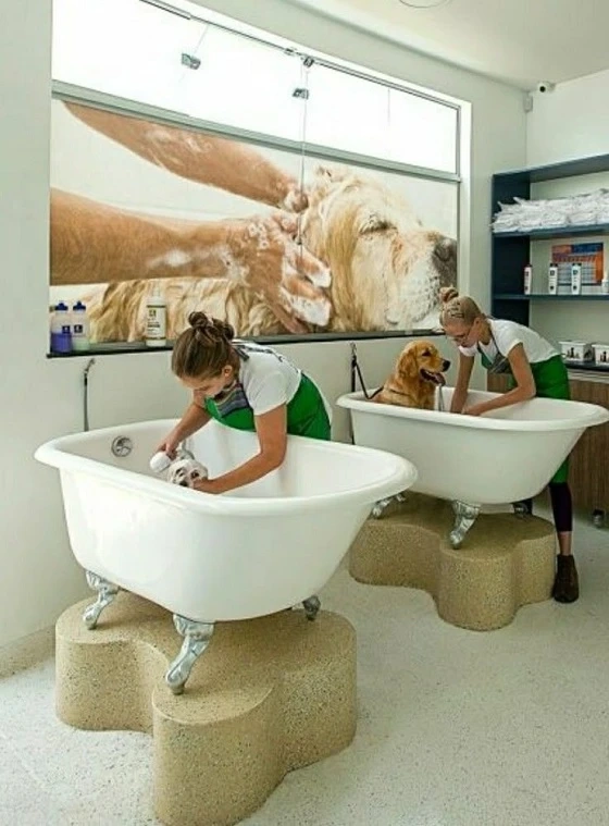 Pet Spa Services in South Tampa
