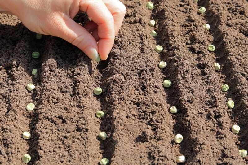 North America Seeds Market Size, Demand, Share and Forecast 2023-2028