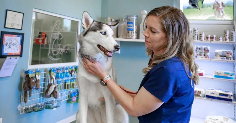 Slaton Vet Hospital: Fostering Communication and Trust between Veterinarians