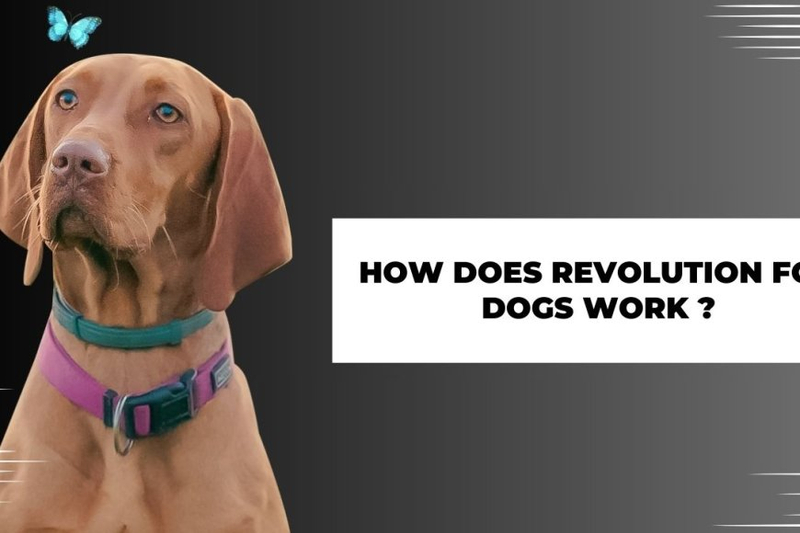 How Does Revolution for Dogs Work?