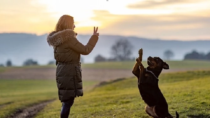 Grief & Long Term Dog Boarding: Placing Your Dog in Care While You Heal After Losing a Partner