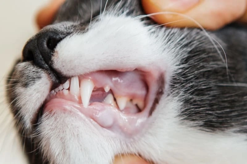 Tooth And Gum Problems Can Cause Bad Breath In Cats
