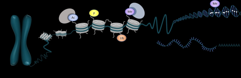 Epigenetics: A Game-Changer in Healthcare and Biotechnology