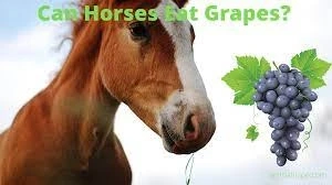 Is It Safe to Feed Grapes to Horses?