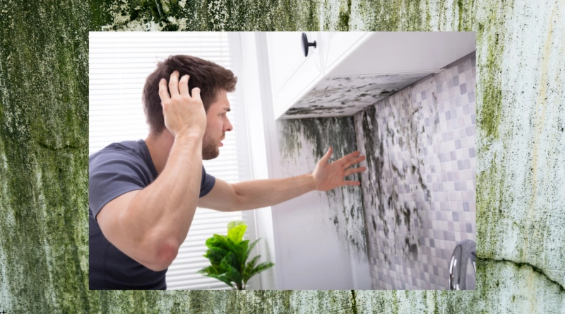 Mold vs. Mildew: What’s the Difference & Why It Matters?
