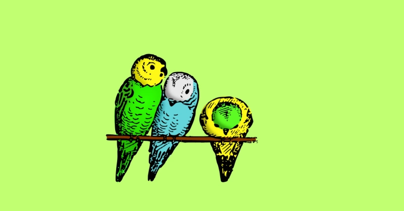 Budgie Mutation Calculator – Explore Varieties and Genetic Outcomes