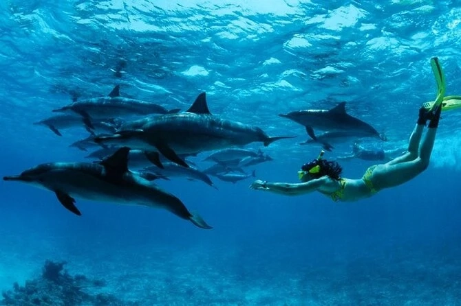 Top 5 Dolphin Encounters in Mauritius for Adventure Seekers