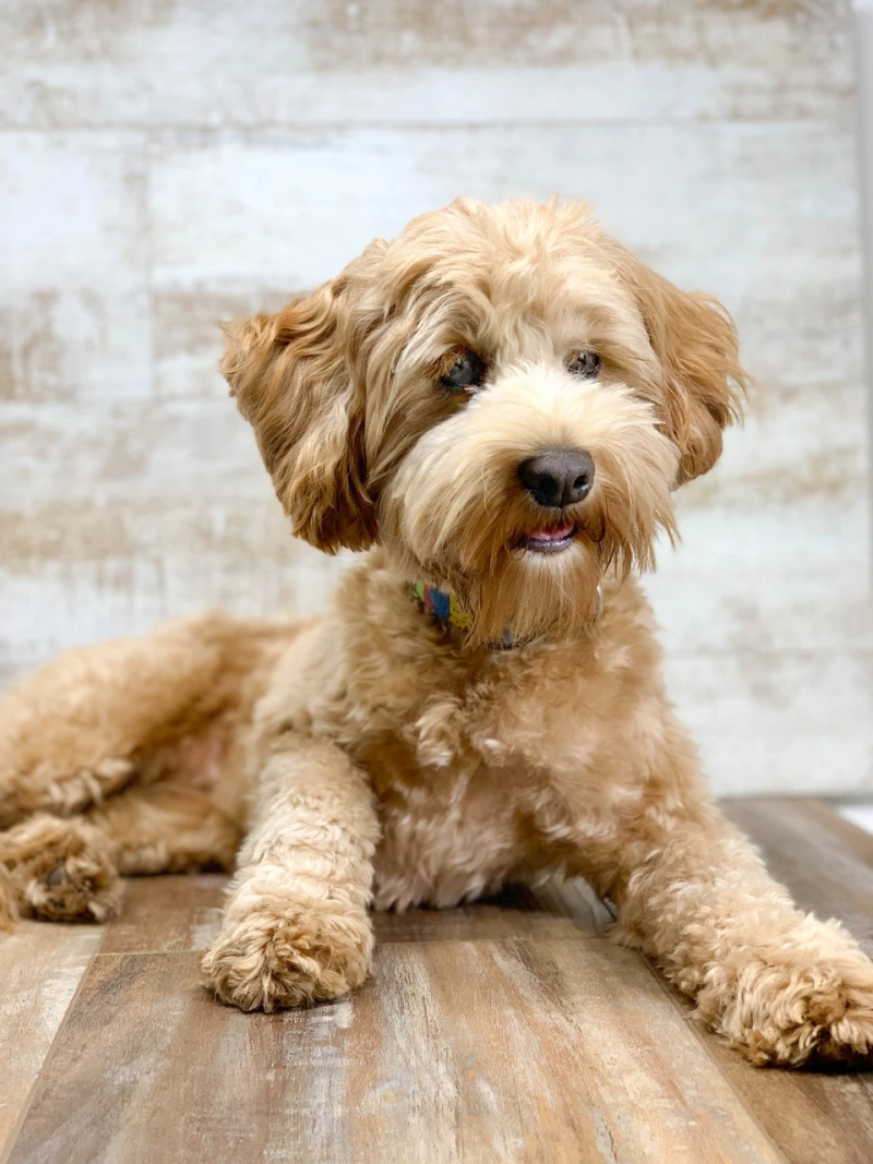 Choosing A Trusted Labradoodle Breeder In Florida