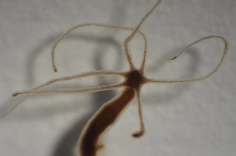 Pond Life Investigations: Hydra and Platyhelminthes Dissection