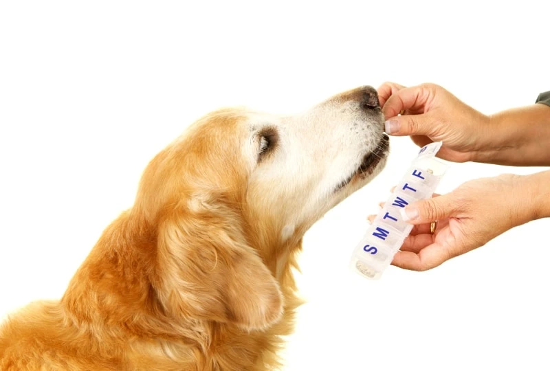 Pet Supplement Market Overview Report, Company Analysis, Business Challenges and Opportunities by 2023-2028
