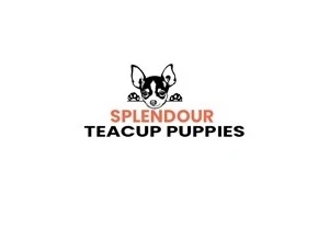 Miniature Dachshund Puppies - Complete Guide to Mini Dachshund Puppies