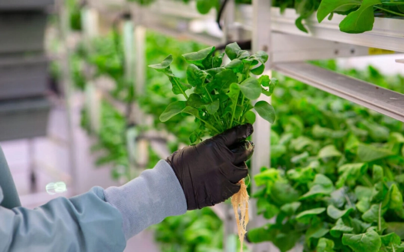 Hydroponics Market Application Scope, Growth Drivers and Insights 2020 To 2026