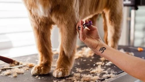 Cat & Dog Grooming Services at Home in Delhi by ThePetNest