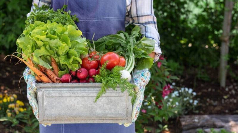 Organic Foods: Why Should you Buy From Rural Farmers?