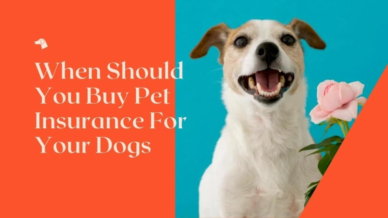 When Should You Buy Pet Insurance For Your Dogs And Why