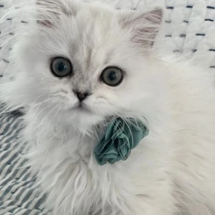 Everything You Need to Know About Persian Cats