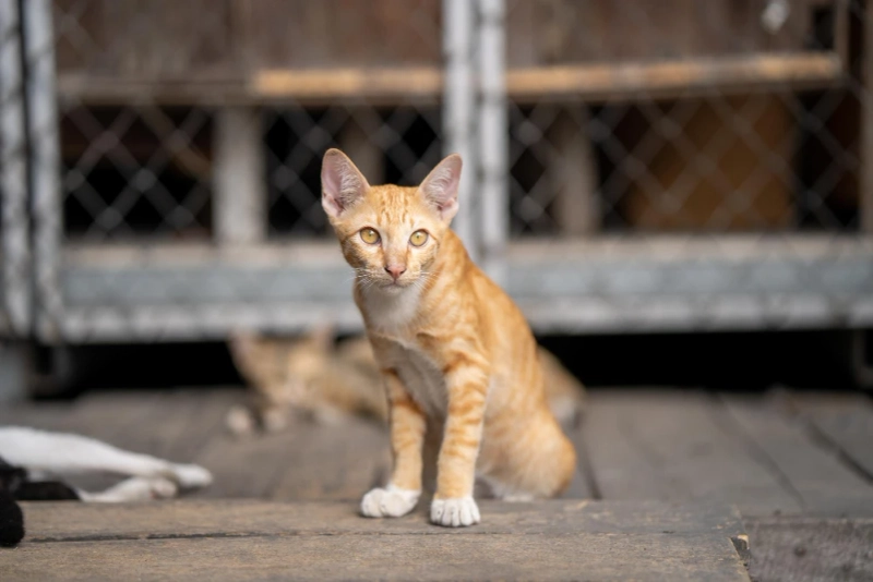 The Benefits of Visiting a Cat Cafe in Houston