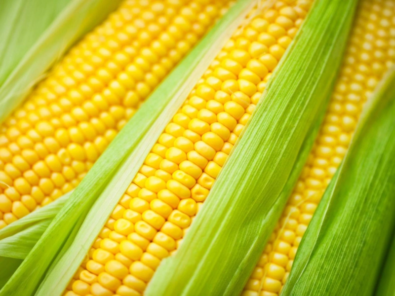 Popcorns to Dominate India Corn Market During Forecast Period