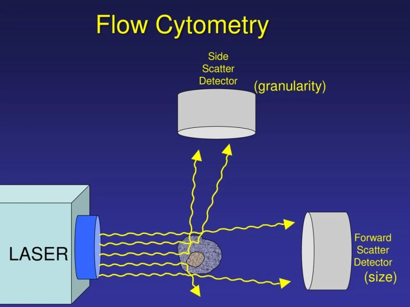 Rapid Ascendancy: Flow Cytometry Industry's Remarkable Year-on-Year Surge