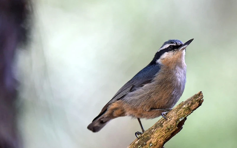 A Traveler’s Glimpse Into the Magic of Sichuan Birding Tours