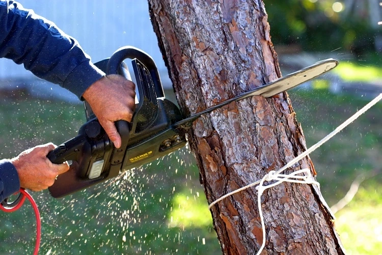 Everything You Wanted to Know About Tree Trimming Waco