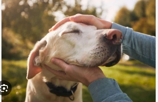 Creating a Loving End-of-Life Routine for Senior Pets
