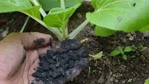 Biochar Fertilizer Market Size | Latest Covid19 Impact Analysis | Demand, Growth, Trends